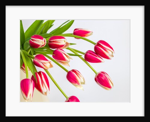 Bunch of red tulips by Assaf Frank